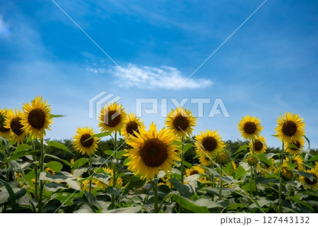 夏空に咲くひまわり／権現堂公園 127443132