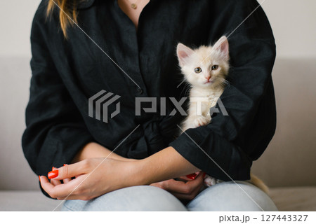 Creamy Kitten Sitting In Black Sleeves Creamy Kitten Sitting In Black Sleeves 127443327