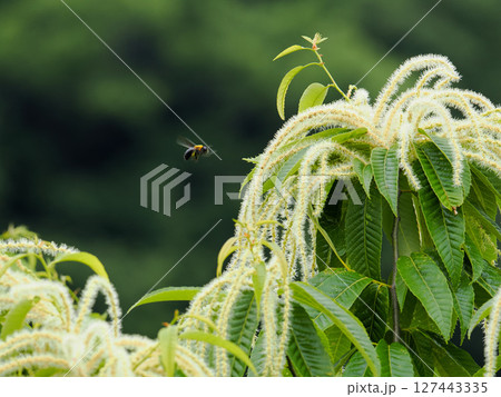 栗の花とクマバチ 栗の花とクマバチ 127443335