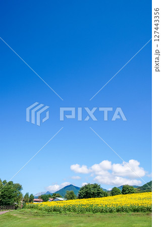 高原の向日葵畑で笑顔いっぱいで咲き誇る向日葵たち。岡山県真庭市「蒜山高原・蒜山ジャージーランド」 127443356