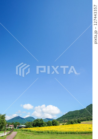 高原の向日葵畑で笑顔いっぱいで咲き誇る向日葵たち。岡山県真庭市「蒜山高原・蒜山ジャージーランド」 127443357