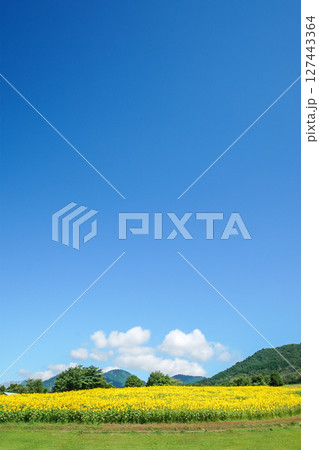 高原の向日葵畑で笑顔いっぱいで咲き誇る向日葵たち。岡山県真庭市「蒜山高原・蒜山ジャージーランド」 高原の向日葵畑で笑顔いっぱいで咲き誇る向日葵たち。岡山県真庭市「蒜山高原・蒜山ジャージーランド」 127443364