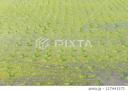 田植えを終えた水田 127443375