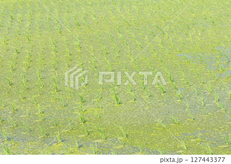田植えを終えた水田 127443377