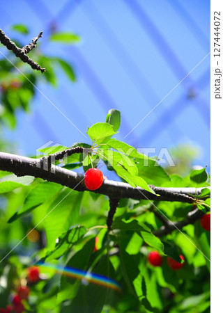 初夏の味覚・さくらんぼ 127444072