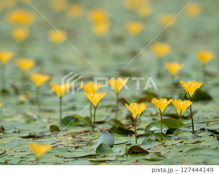 満開のアサザ 127444149