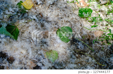 Poplar fluff and seeds covering the ground like summer snow Poplar fluff and seeds covering the ground like summer snow 127444177