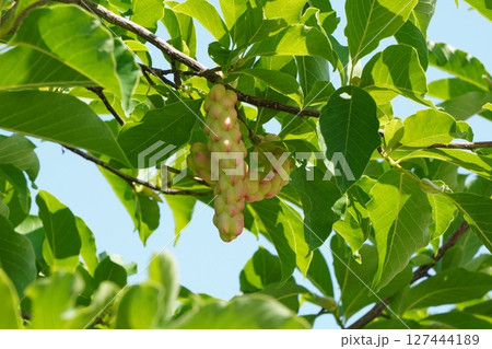 コブシの果実・2025年6月 コブシの果実・2025年6月 127444189