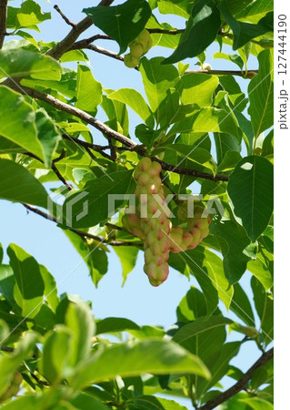 コブシの果実・2025年6月 127444190