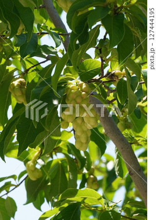 コブシの果実・2025年6月 コブシの果実・2025年6月 127444195