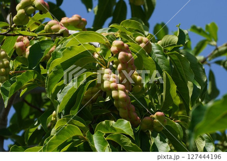 コブシの果実・2025年6月 127444196