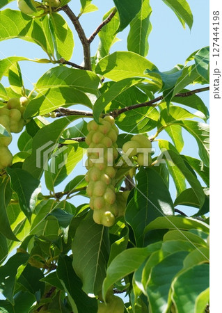 コブシの果実・2025年6月 127444198