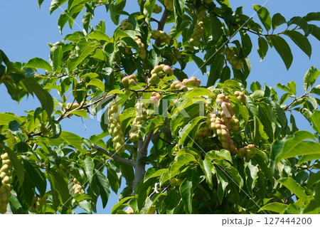 コブシの果実・2025年6月 127444200