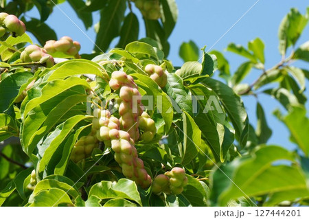 コブシの果実・2025年6月 127444201