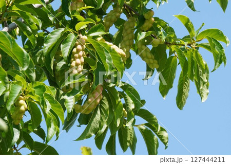 コブシの果実・2025年6月 127444211