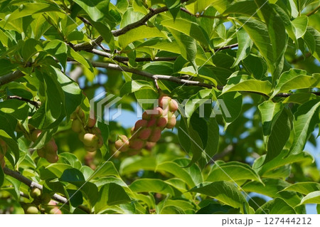 コブシの果実・2025年6月 127444212