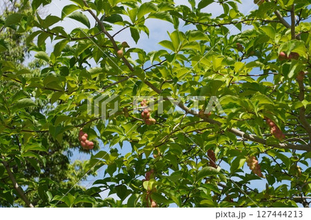 コブシの果実・2025年6月 127444213