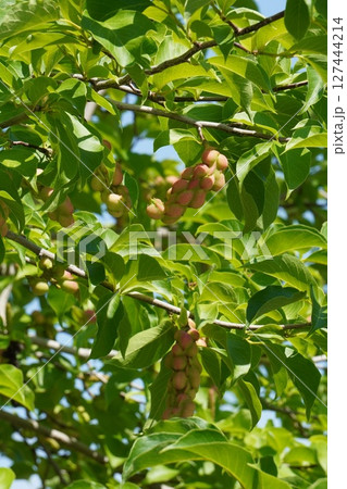 コブシの果実・2025年6月 コブシの果実・2025年6月 127444214