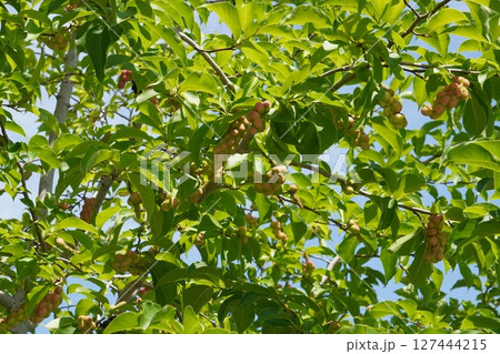 コブシの果実・2025年6月 127444215