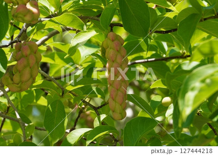 コブシの果実・2025年6月 127444218