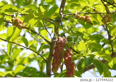 コブシの果実・2025年6月 コブシの果実・2025年6月 127444222