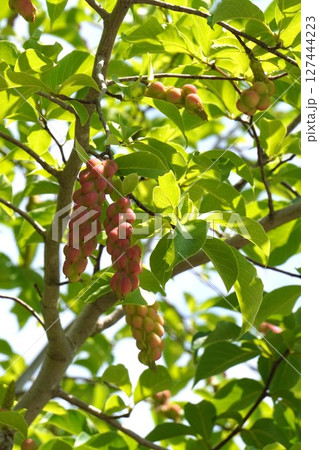 コブシの果実・2025年6月 127444223