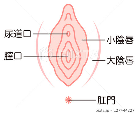 女性生殖器の説明図 膣 女性生殖器の説明図 膣 127444227