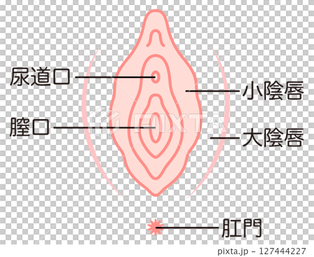 女性生殖器の説明図 膣 女性生殖器の説明図 膣 127444227