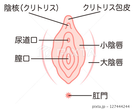 女性生殖器の説明図 膣 女性生殖器の説明図 膣 127444244