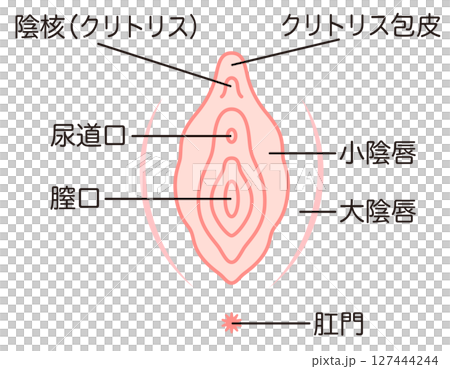 女性生殖器の説明図 膣 女性生殖器の説明図 膣 127444244
