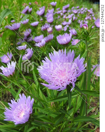 初夏から夏にかけて咲く宿根草「ストケシア」 127444252