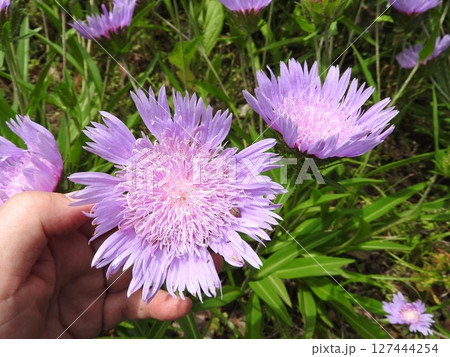 初夏から夏にかけて咲く宿根草「ストケシア」 127444254