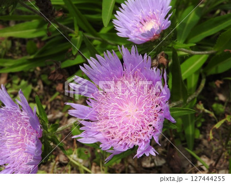 初夏から夏にかけて咲く宿根草「ストケシア」 127444255
