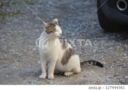 白黒模様の野良猫（広島県尾道市） 127444361
