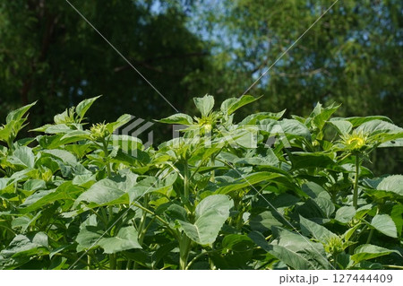 ひまわりの蕾・2025年6月　 127444409