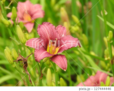 ヘメロカリスの花 ヘメロカリスの花 127444446