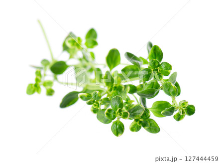 Fresh thyme sprig isolated on white background. Lemon thyme or Thymus citriodorus. Medicinal and culinary herb. Clipping path. 127444459