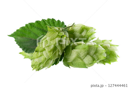 Fresh green hops branch, isolated on a white background. Hop cones with leaf. Organic Hop Flowers. Clipping path. Fresh green hops branch, isolated on a white background. Hop cones with leaf. Organic Hop Flowers. Clipping path. 127444461