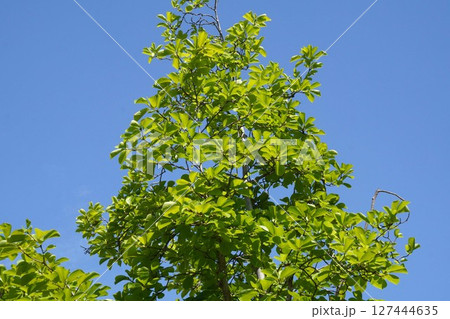 初夏のモクレンの木・2025年6月 127444635