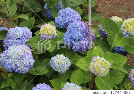 初夏の庭に咲く青や紫色のアジサイの花 初夏の庭に咲く青や紫色のアジサイの花 127444869