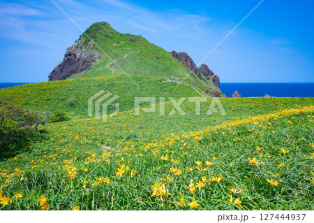 佐渡島　トビシマカンゾウが咲く大野亀 127444937