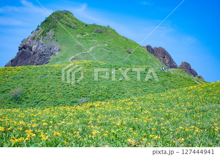 佐渡島　トビシマカンゾウが咲く大野亀 127444941