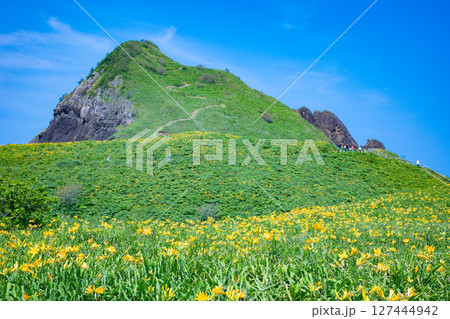 佐渡島　トビシマカンゾウが咲く大野亀 127444942