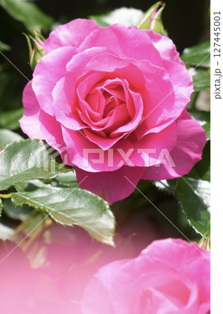 満開に咲くピンク色の美しい薔薇　光注ぐ 127445001