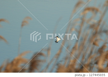 ミコアイサ 127445035