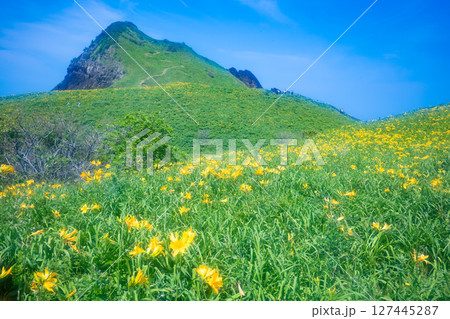 佐渡島　トビシマカンゾウが咲く大野亀 127445287