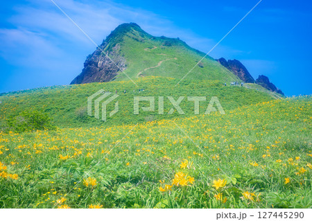 佐渡島　トビシマカンゾウが咲く大野亀 127445290