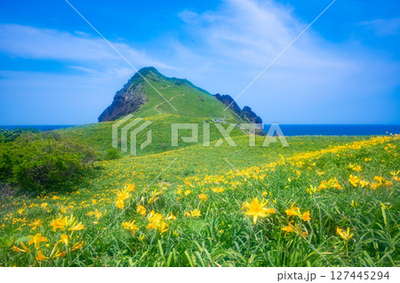 佐渡島 トビシマカンゾウが咲く大野亀 佐渡島 トビシマカンゾウが咲く大野亀 127445294