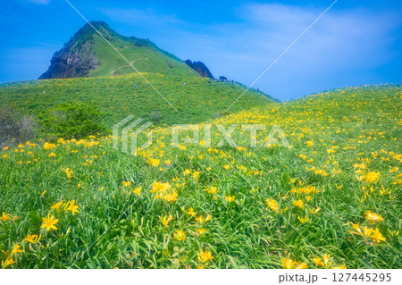 佐渡島　トビシマカンゾウが咲く大野亀 127445295