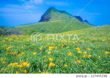 佐渡島　トビシマカンゾウが咲く大野亀 127445296